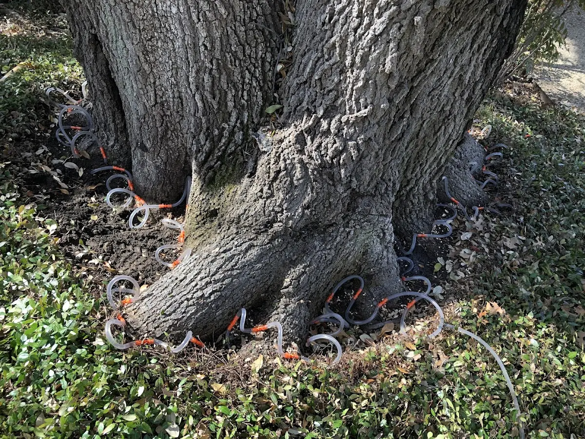 Detailed Tree Cabling and Bracing job site in Lower Brule