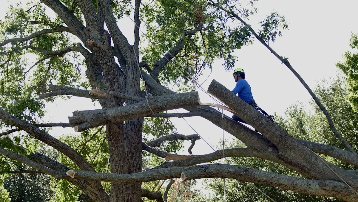 Professional Crown Thinning performed by certified arborists in Lower Brule